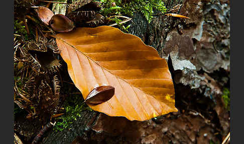 Rot-Buche (Fagus sylvatica)