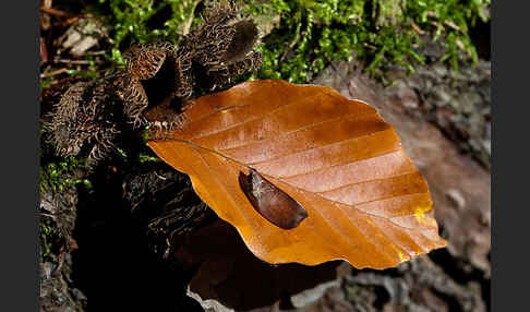 Rot-Buche (Fagus sylvatica)