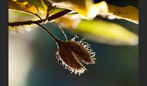 Rot-Buche (Fagus sylvatica)