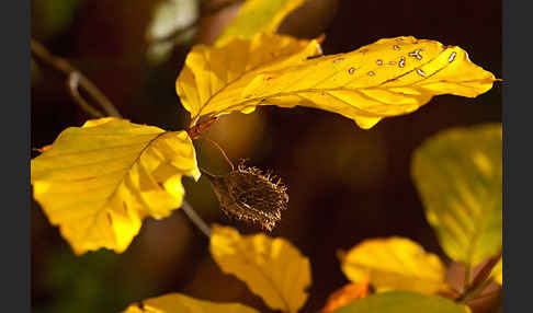 Rot-Buche (Fagus sylvatica)