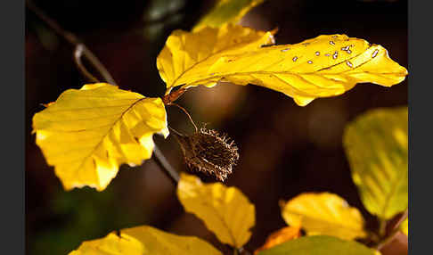 Rot-Buche (Fagus sylvatica)