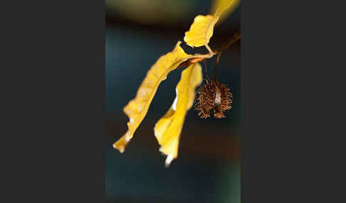 Rot-Buche (Fagus sylvatica)