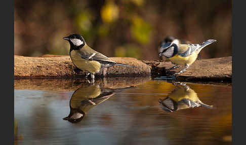 Kohlmeise (Parus major)