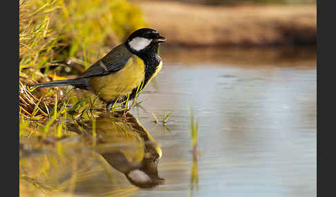 Kohlmeise (Parus major)