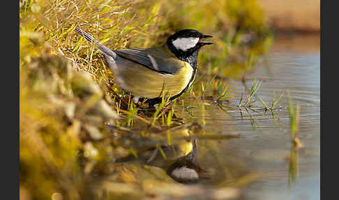 Kohlmeise (Parus major)