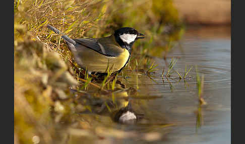 Kohlmeise (Parus major)