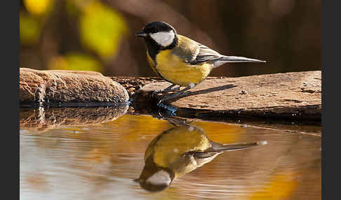 Kohlmeise (Parus major)