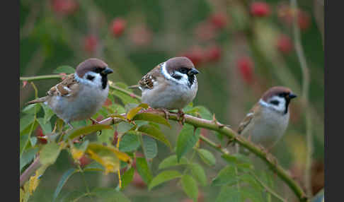 Feldsperling (Passer montanus)