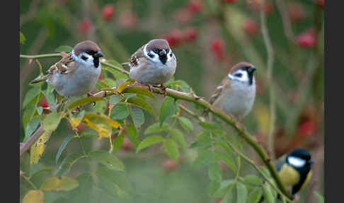 Feldsperling (Passer montanus)