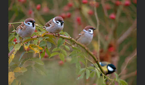 Feldsperling (Passer montanus)