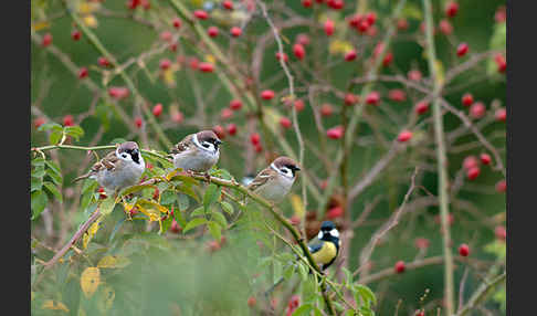 Feldsperling (Passer montanus)