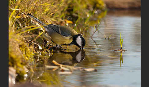 Kohlmeise (Parus major)