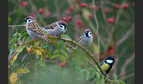 Kohlmeise (Parus major)