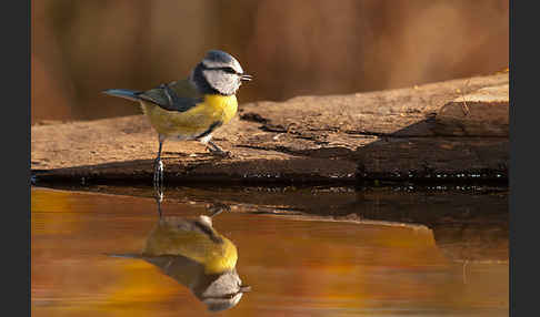 Blaumeise (Parus caeruleus)