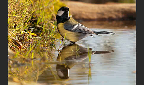 Kohlmeise (Parus major)