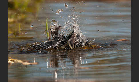 Kohlmeise (Parus major)