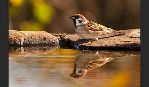 Feldsperling (Passer montanus)