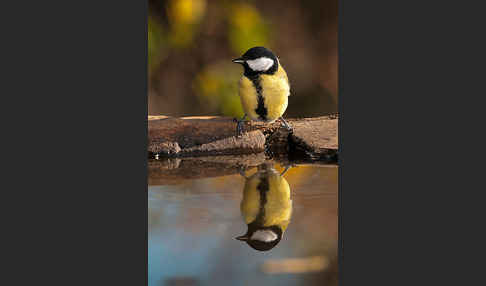 Kohlmeise (Parus major)