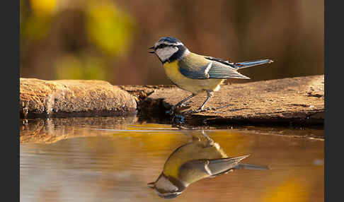 Blaumeise (Parus caeruleus)