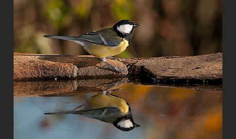 Kohlmeise (Parus major)