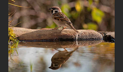 Feldsperling (Passer montanus)