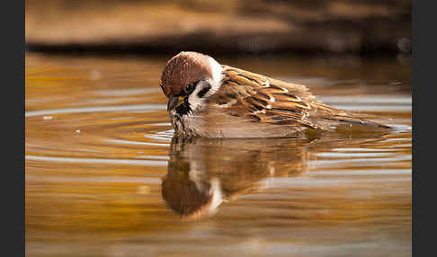 Feldsperling (Passer montanus)