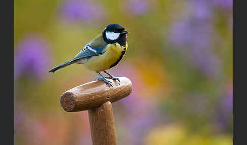 Kohlmeise (Parus major)