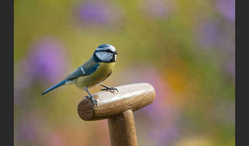 Blaumeise (Parus caeruleus)