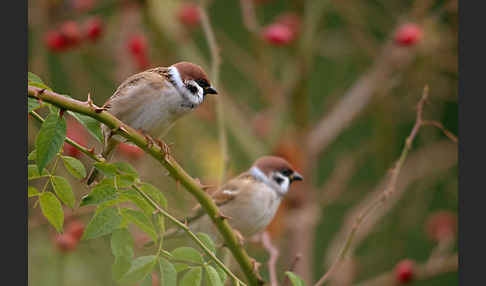 Feldsperling (Passer montanus)