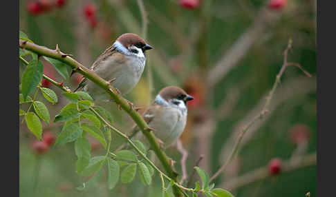 Feldsperling (Passer montanus)