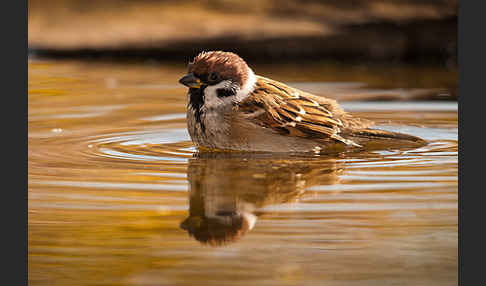 Feldsperling (Passer montanus)