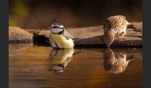 Blaumeise (Parus caeruleus)