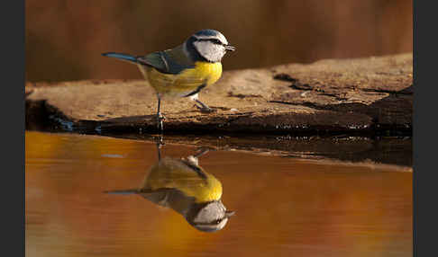 Blaumeise (Parus caeruleus)