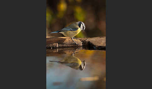 Blaumeise (Parus caeruleus)