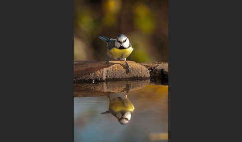 Blaumeise (Parus caeruleus)