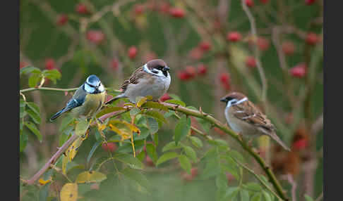 Blaumeise (Parus caeruleus)