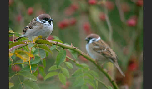 Feldsperling (Passer montanus)