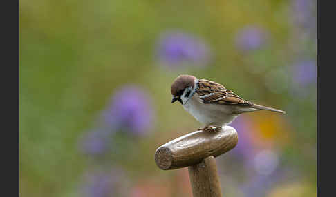 Feldsperling (Passer montanus)