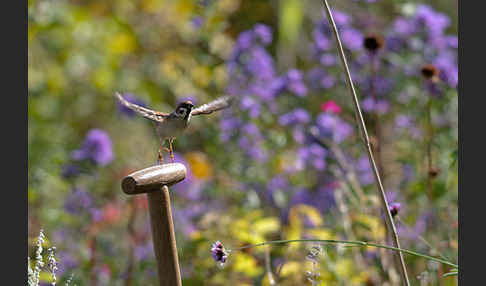 Feldsperling (Passer montanus)