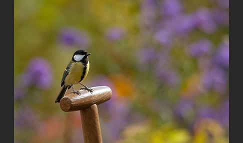 Kohlmeise (Parus major)