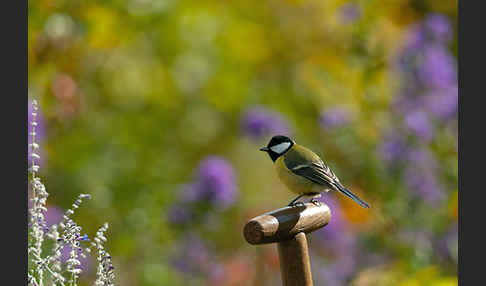 Kohlmeise (Parus major)