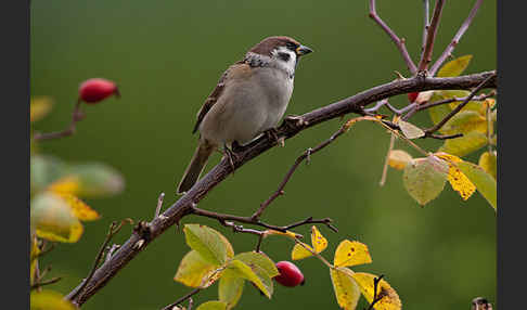 Feldsperling (Passer montanus)