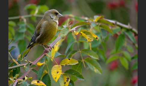 Grünfink (Carduelis chloris)