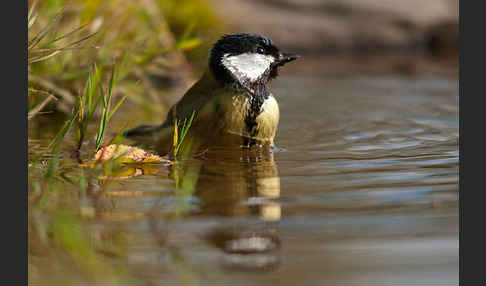 Kohlmeise (Parus major)