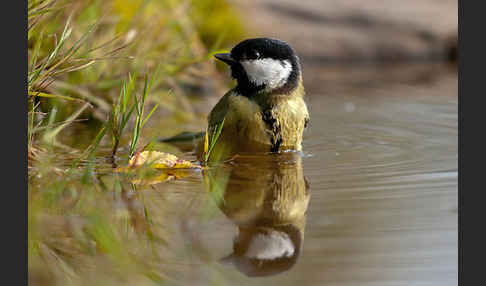 Kohlmeise (Parus major)