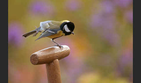 Kohlmeise (Parus major)