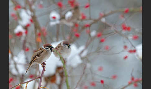 Feldsperling (Passer montanus)