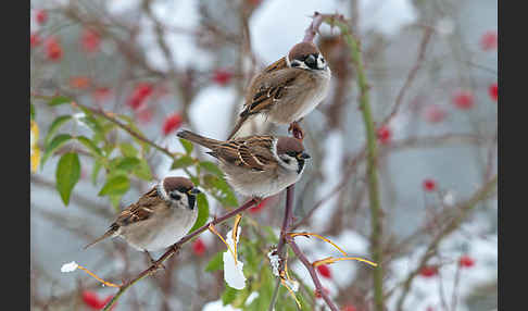 Feldsperling (Passer montanus)