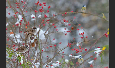 Feldsperling (Passer montanus)