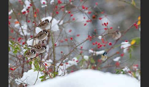 Feldsperling (Passer montanus)